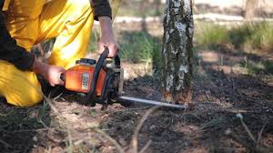 Professional Tree Removal in Valley Grande, AL