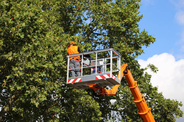 Best Fruit Tree Pruning  in Vley Grande, AL